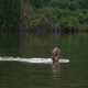 The otter spotted in Argentina.